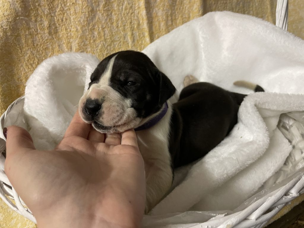 Nemecka Doga Vrh L 2021 Leonhard