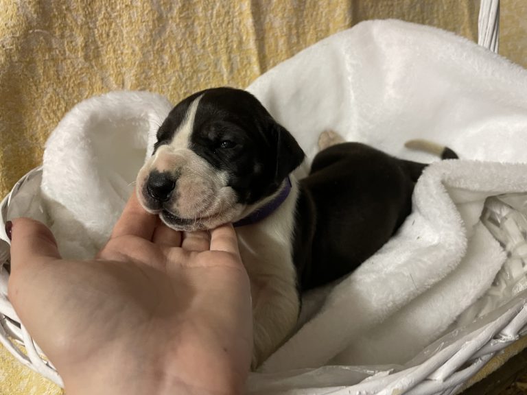 Nemecka Doga Vrh L 2021 Leonhard