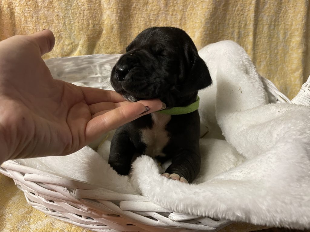 Nemecka Doga Vrh L 2021 Lorian