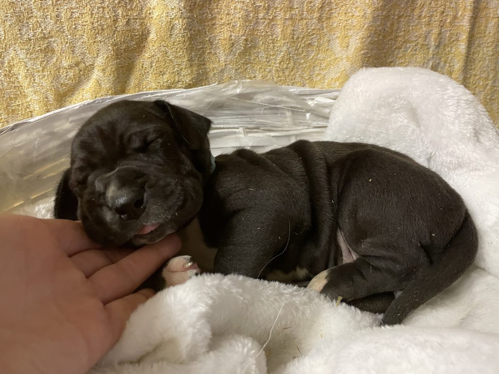 Nemecka Doga Vrh L 2021 Luke