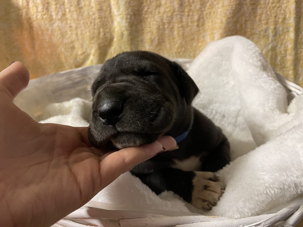 Nemecka Doga Vrh L 2021 Lutecello Junior