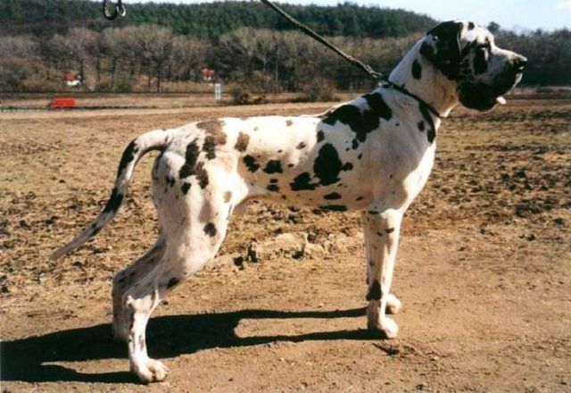 Otec Dynastie Silvia Tarok Tresor des Terres-de la Rairie